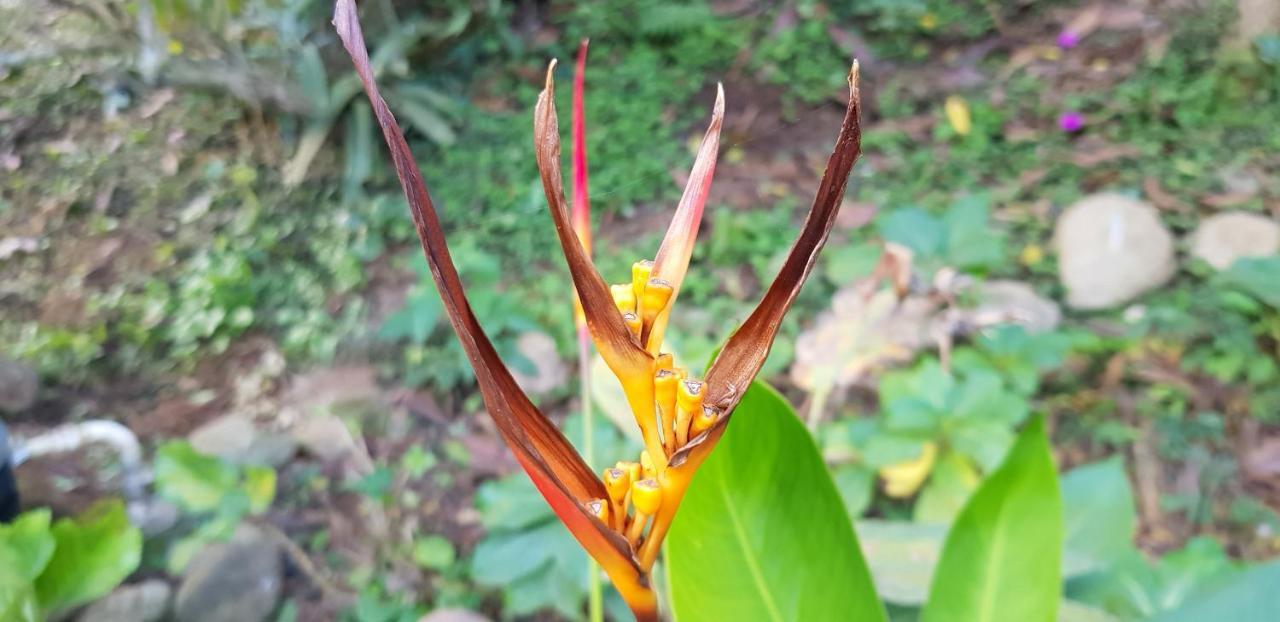 Vale Das Maritacas Teresopolis Villa ภายนอก รูปภาพ